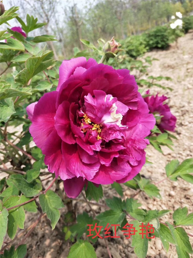 玫紅爭(zhēng)艷牡丹鮮切花