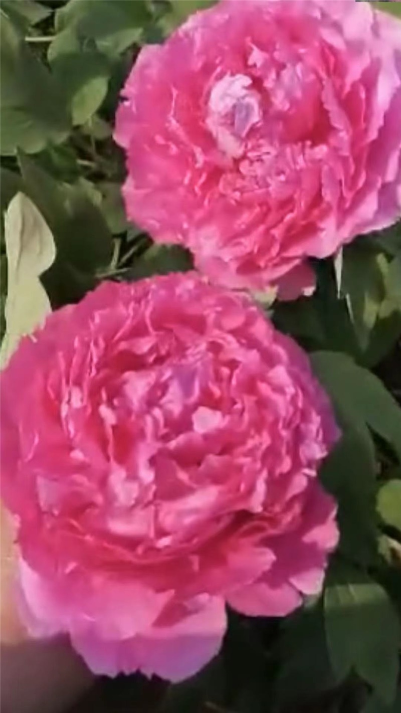 珊瑚臺(tái)牡丹鮮切花