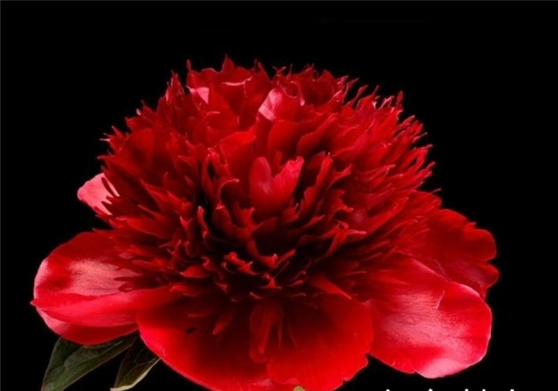 紅色魅力芍藥鮮切花 荷蘭進口芍藥